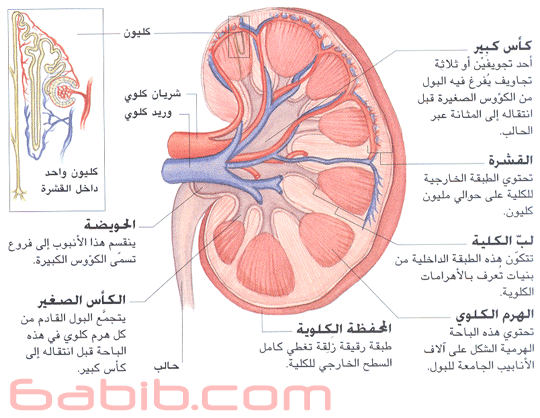 الونشريس