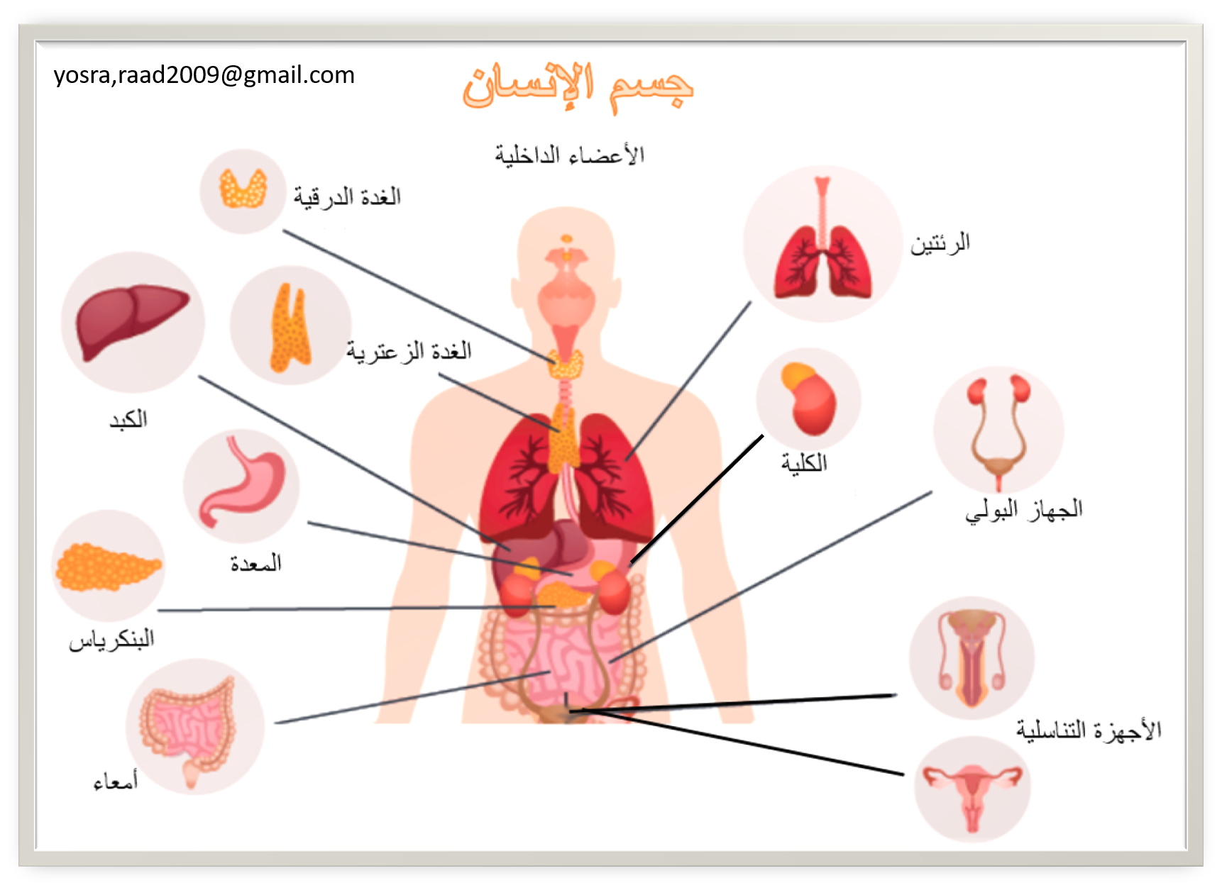 الأعضاء_الداخلية_في_جسم_الإنسان.png