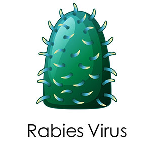 Rabies-virus.jpg