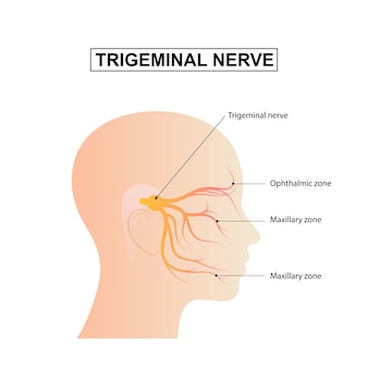 trigeminal-nerve-anatomy.jpg