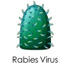 Rabies-virus.jpg Rabies-virus.jpg