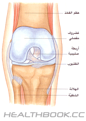 أجزاء الركبة