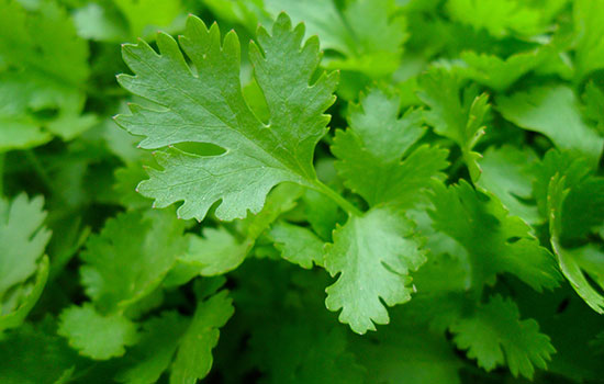 استعمالات وفوائد البقدونس الطبية Parsley