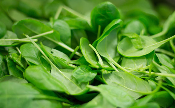 استعمالات وفوائد السبانخ الطبية Spinach