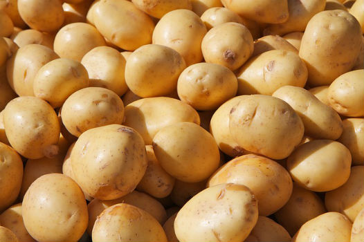 استعمالات وفوائد البطاطا الطبية Potato