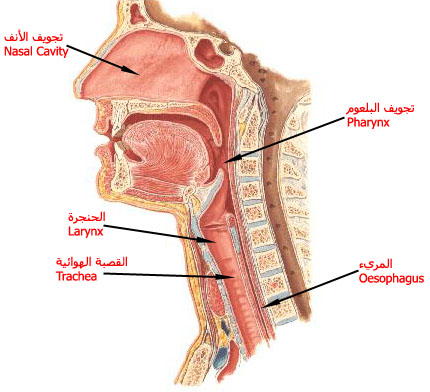 البلعوم Pharynx