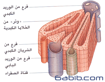 ‏التروية الدموية للكبد