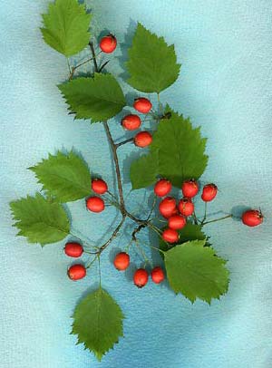 الزعرور الشائك | زعرور الاودية | زعرور بلدي Hawthorn