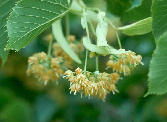 الزيزفون Linden، Lime