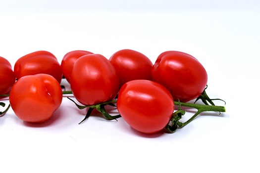 الطماطم | البندورة Tomato