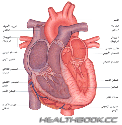 القلب