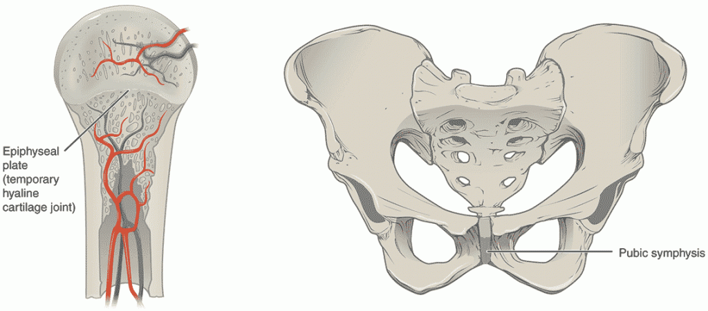 المفاصل الغضروفية Cartilaginous joints