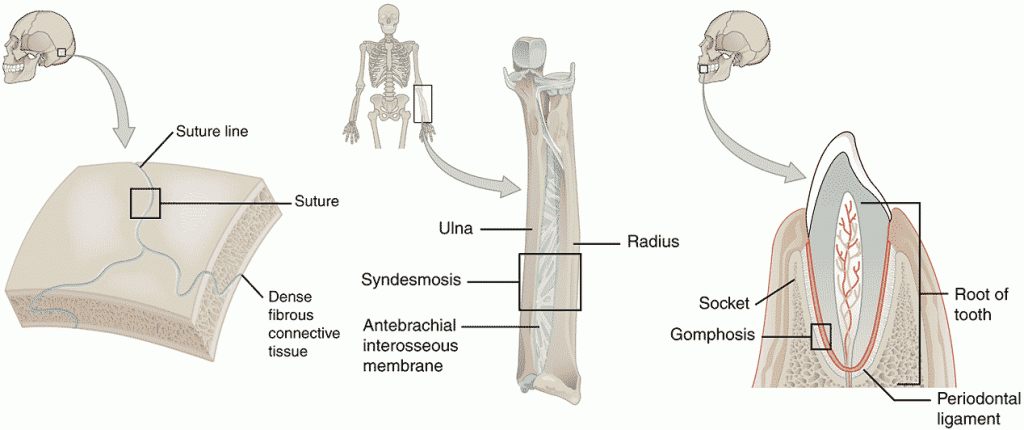 المفاصل الليفية Fibrous joints