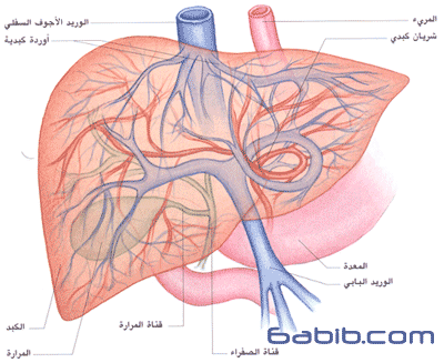 الكبد Liver