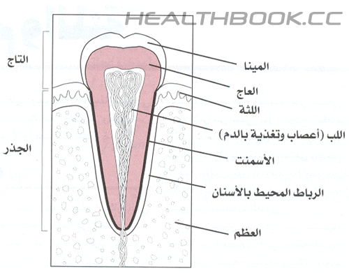 تركيب السن