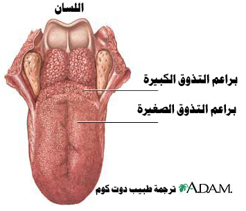 اللسان Tongue تشريح جسم الانسان طبيب