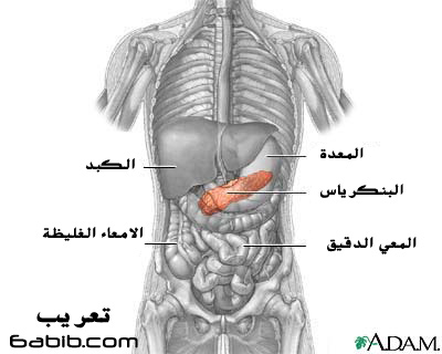 البنكرياس المعثكلة Pancreas تشريح جسم الانسان طبيب