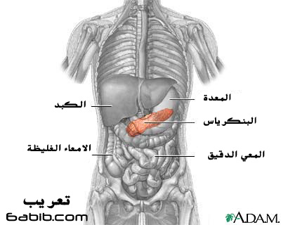 موقع البنكرياس