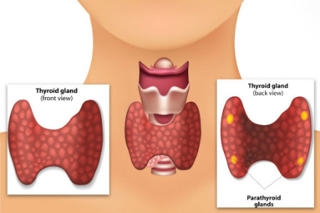 Parathyroid glands