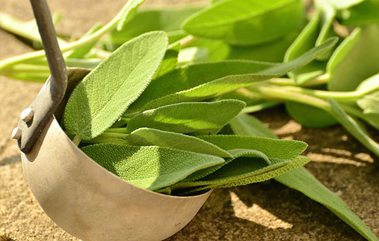 المريمية | المرامية | الميرمية Salvia Officinalis | Sage