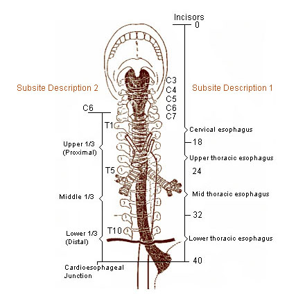 المريء Esophagus