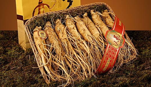 الجنسنغ | الجنسنج Ginseng