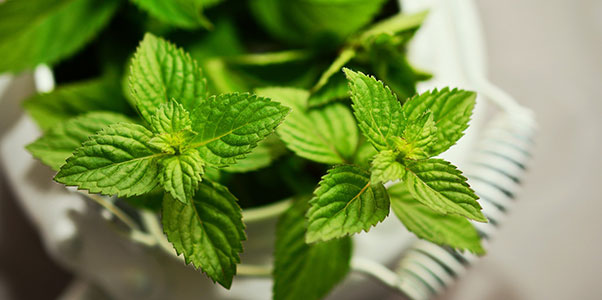 لنعناع أو النعنع Peppermint | Mentha Piperita