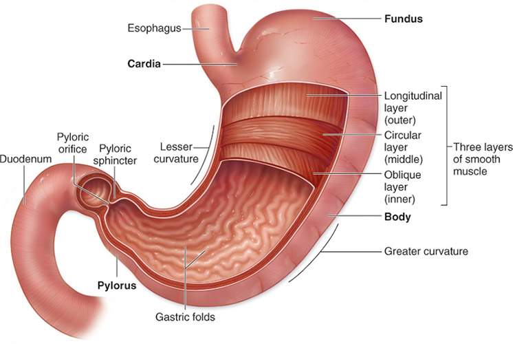 المعدة Stomach تشريح جسم الانسان طبيب