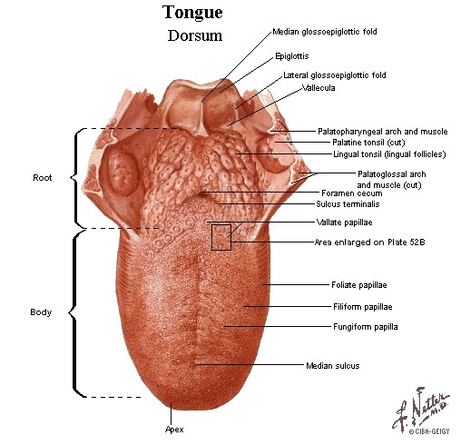 اللسان Tongue تشريح جسم الانسان طبيب