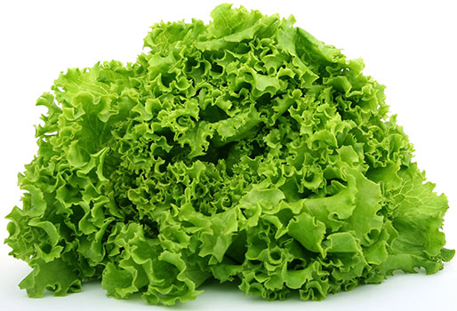 استعمالات وفوائد الخس الطبية Lettuce