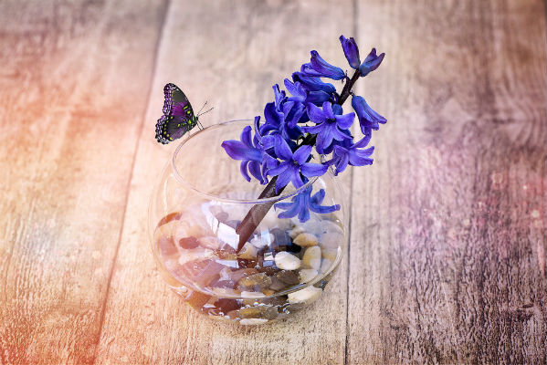 استعمالات وفوائد الخزامى الطبية | لافندر Hyacinth
