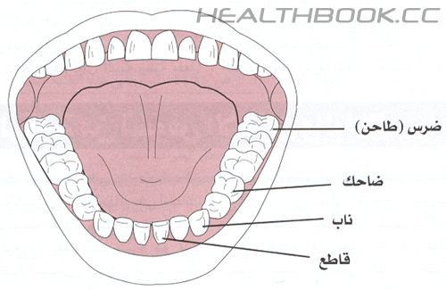 الأسنان