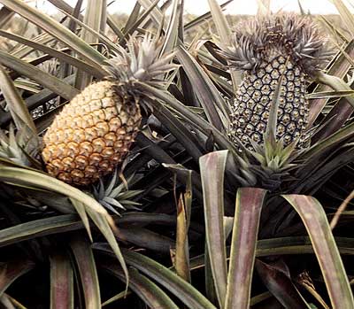 الأناناس Pineapple | Ananas comosus
