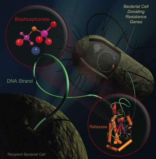 البكتيريا Bacteria