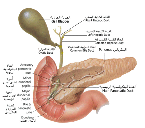 البنكرياس | المعثكلة pancreas