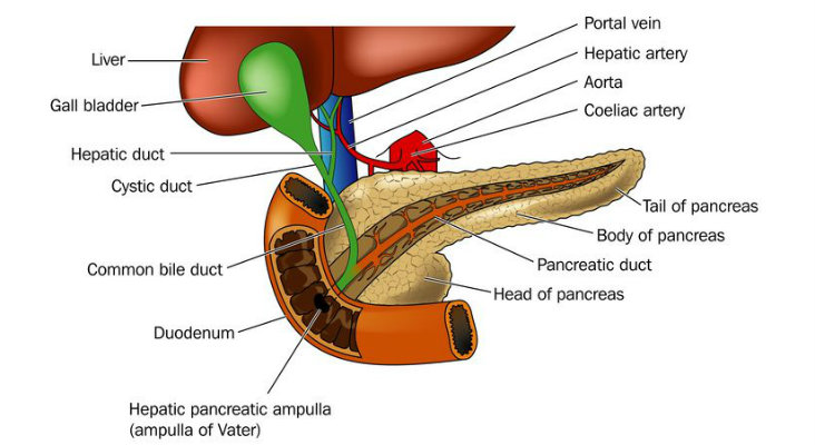 التهاب البنكرياس المزمن Chronic Pancreatitis