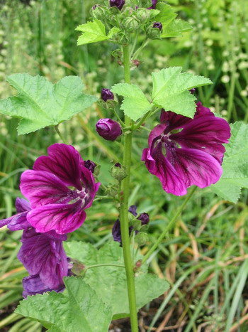 الخبيزة البرية | الخبازي | الخباز Mauve - Malva sylvestris