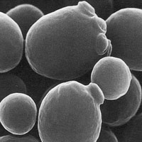 الخمائر Yeast Saccharomyces