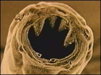 الديدان الخطافية Hookworms