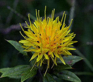 العصفر Safflower