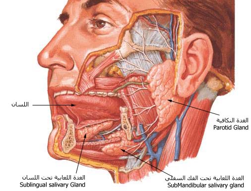 الغدد تحت اللسانية sublingual gland | تشريح جسم الانسان