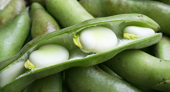 استعمالات وفوائد الفول Vicia faba | Fava Bean