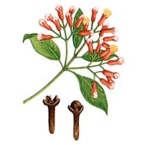 القرنفل | القرنفول Clove