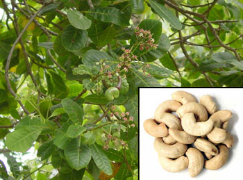 الكاجو | كاجو Cashew Nuts | anacardium occidentale