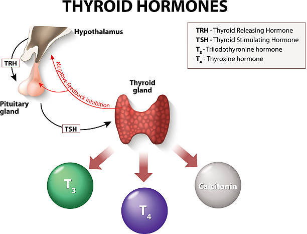 تحليل هرمونات الغدة الدرقية Thyroid Hormones