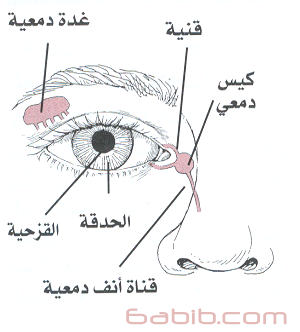 جفاف العين Dry eyes