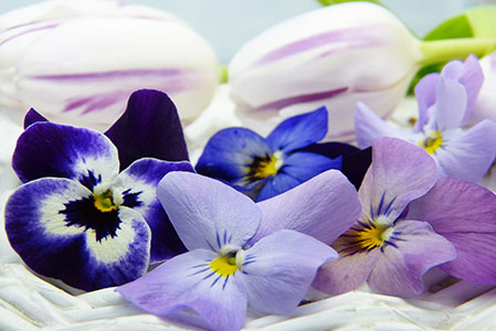 زهرة البنفسج Violet | Wild Viola