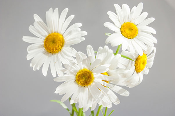 فوائد البابونج Chamomile