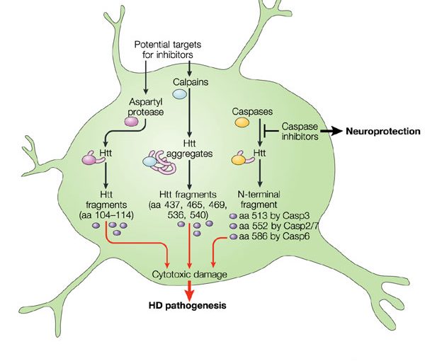 ‏مرض هنتنجتون | داء خوريا هنتجتون Huntington Disease HD