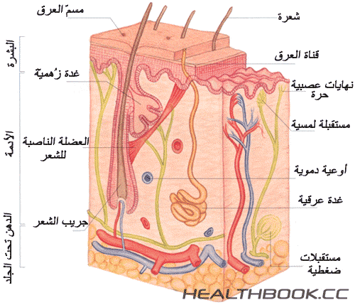 هل تعلم وظائف الجلد وأسراره؟